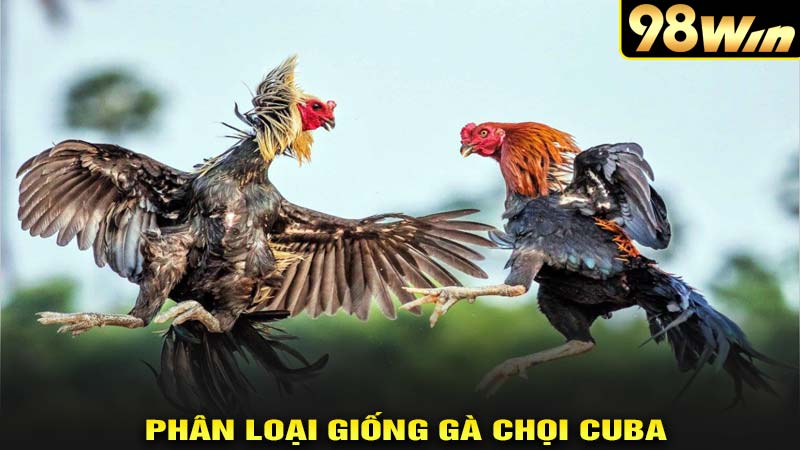 Phận loại giống gà chọi cu ba