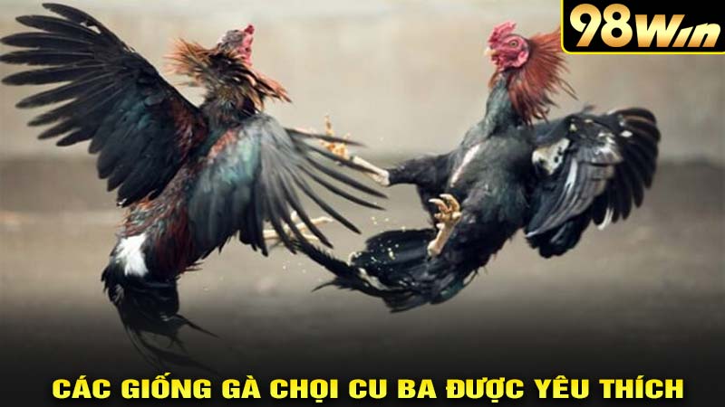 Các giống gà chọi cu ba