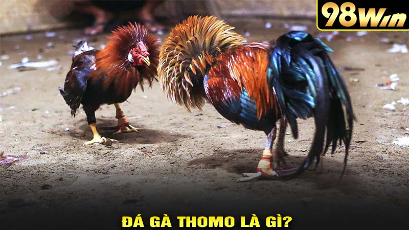 Đá gà thomo là gì?