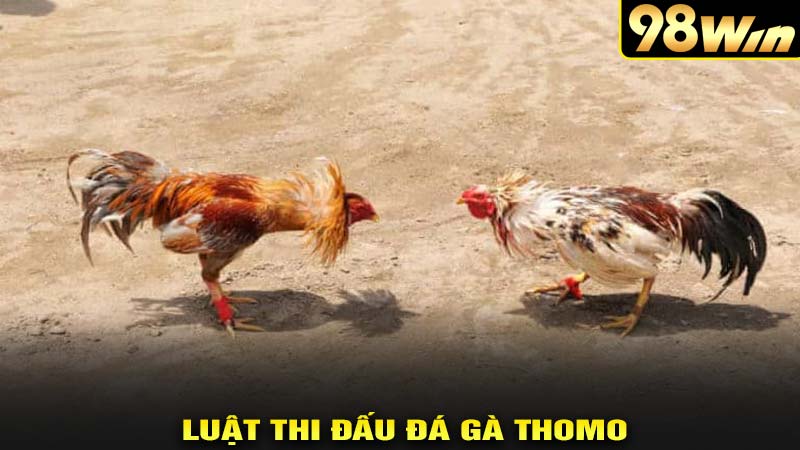 Luật thi đấu đá gà thomo