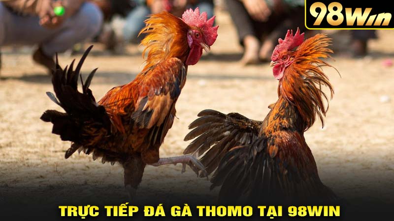 Trực tiếp đá gà thomo tại 98win