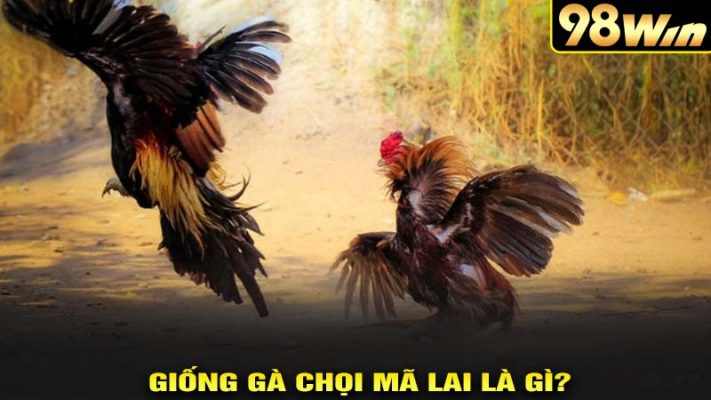 Giống gà chọi mã lai là gì?