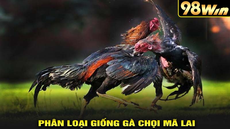 Phân loại giống gà chọi mã lai